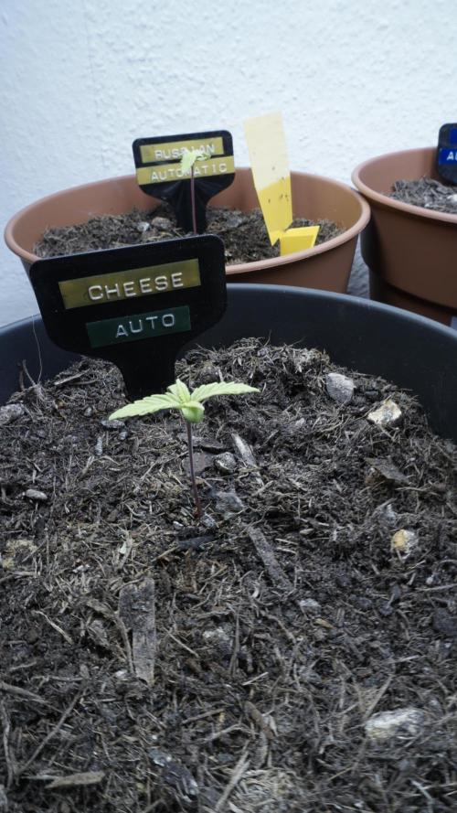 The Great Outdoor Potpourri 2026. Week 3
