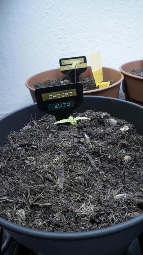 The Great Outdoor Potpourri 2026. Week 3