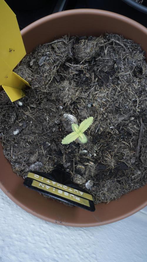 The Great Outdoor Potpourri 2026. Week 3