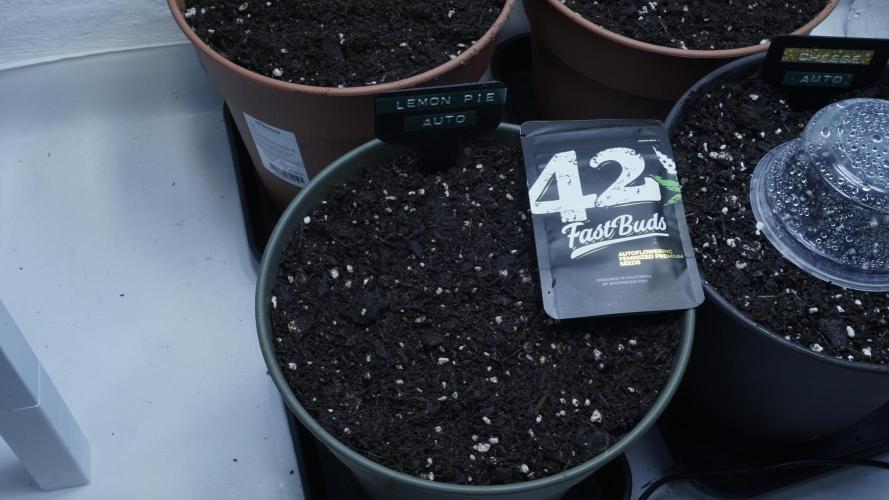 Outdoor Potpourri - Take 2. Week 0 - Day: -4 - Lemon Pie Auto