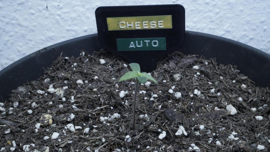Outdoor Potpourri - Take 2. Week 0 - Day: 2 Cheese Auto