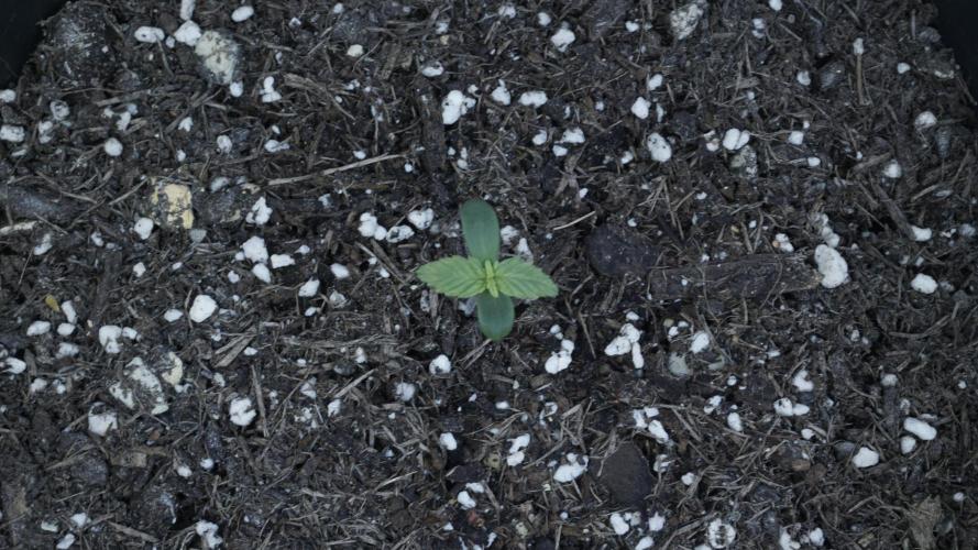 Outdoor Potpourri - Take 2. Week 0 - Day: 2 Cheese Auto
