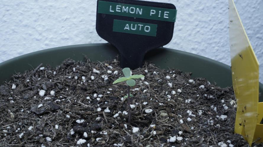 Outdoor Potpourri - Take 2. Week 0 - Day: 2 Lemon Pie Auto
