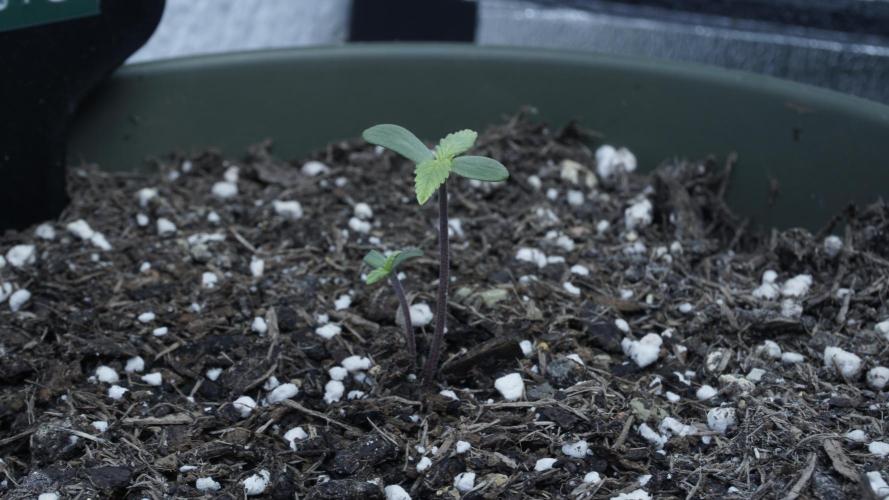 Outdoor Potpourri - Take 2. Week 0 - Day: 2 Lemon Pie Auto - Twin Mutation