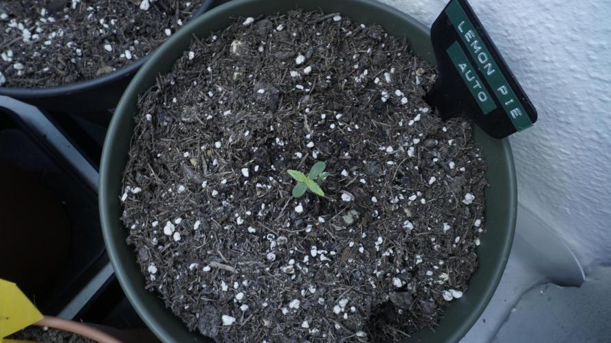 Outdoor Potpourri - Take 2. Week 0 - Day: 2 Lemon Pie Auto