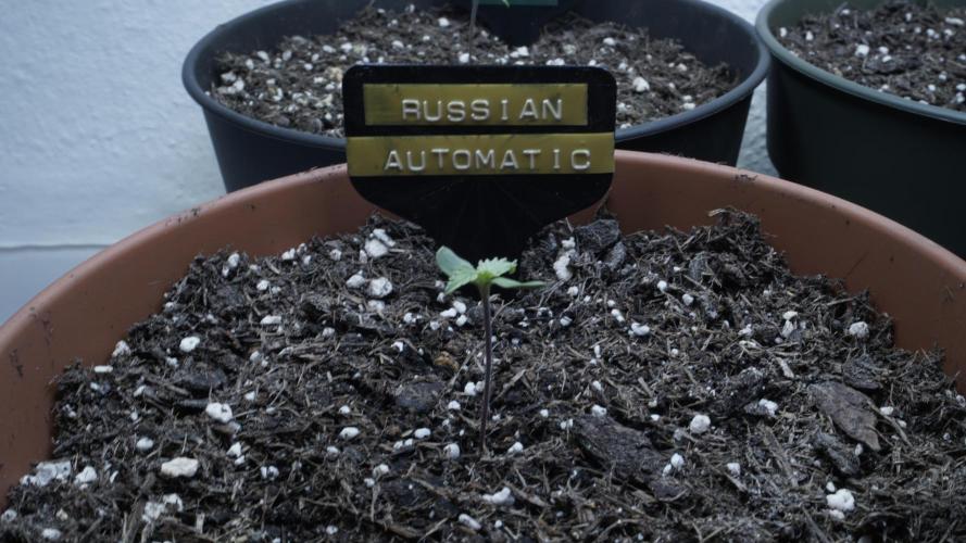 Outdoor Potpourri - Take 2. Week 0 - Day: 2 Russian Automatic(y)