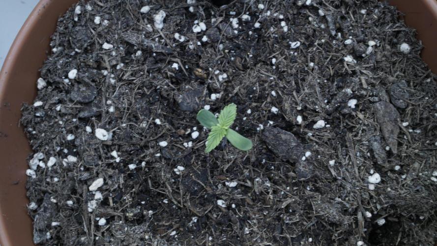 Outdoor Potpourri - Take 2. Week 0 - Day: 2 Russian Automatic(y)
