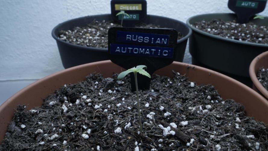 Outdoor Potpourri - Take 2. Week 0 - Day: 2 Russian Automatic(b)