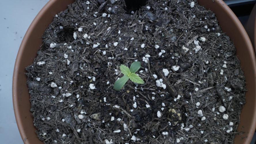 Outdoor Potpourri - Take 2. Week 0 - Day: 2 Russian Automatic(b)