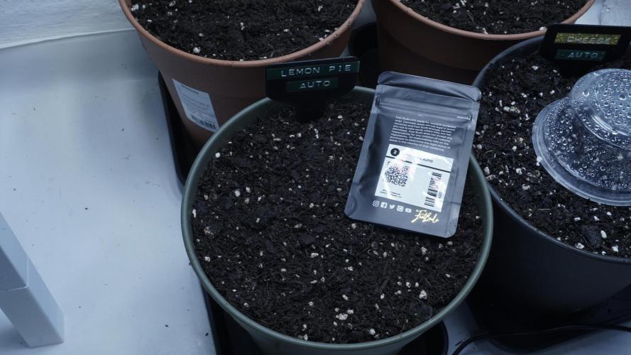 Outdoor Potpourri - Take 2. Week 0 - Day: -4 - Lemon Pie Auto