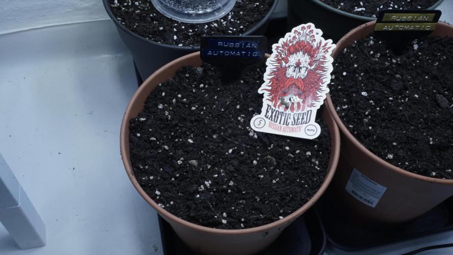 Outdoor Potpourri - Take 2. Week 0 - Day: -4 - Russian Automatic(b)