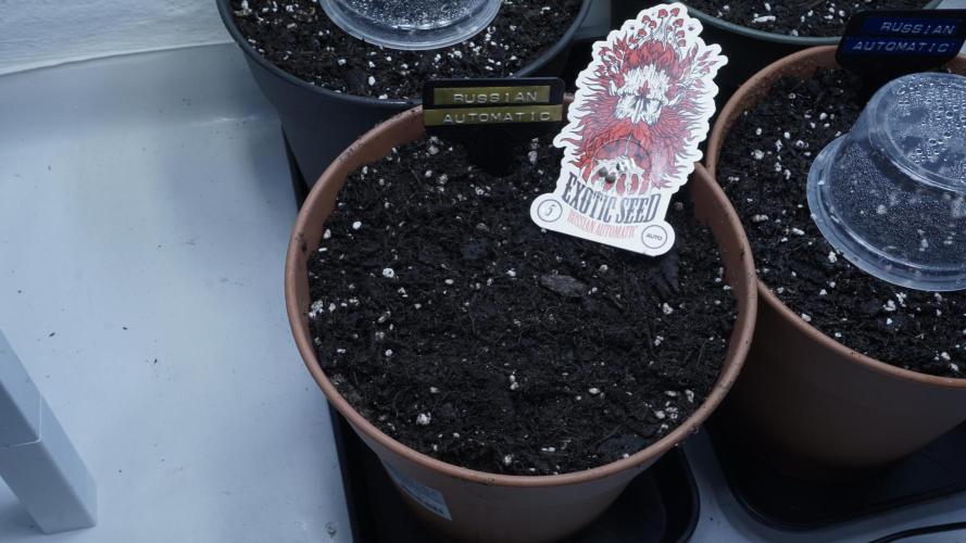Outdoor Potpourri - Take 2. Week 0 - Day: -4 - Russian Automatic(y)
