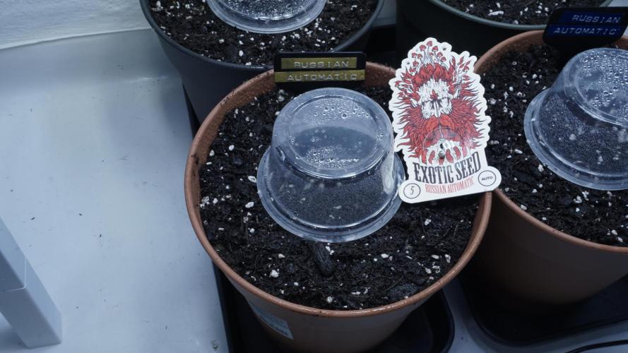 Outdoor Potpourri - Take 2. Week 0 - Day: -4 - Russian Automatic(y)