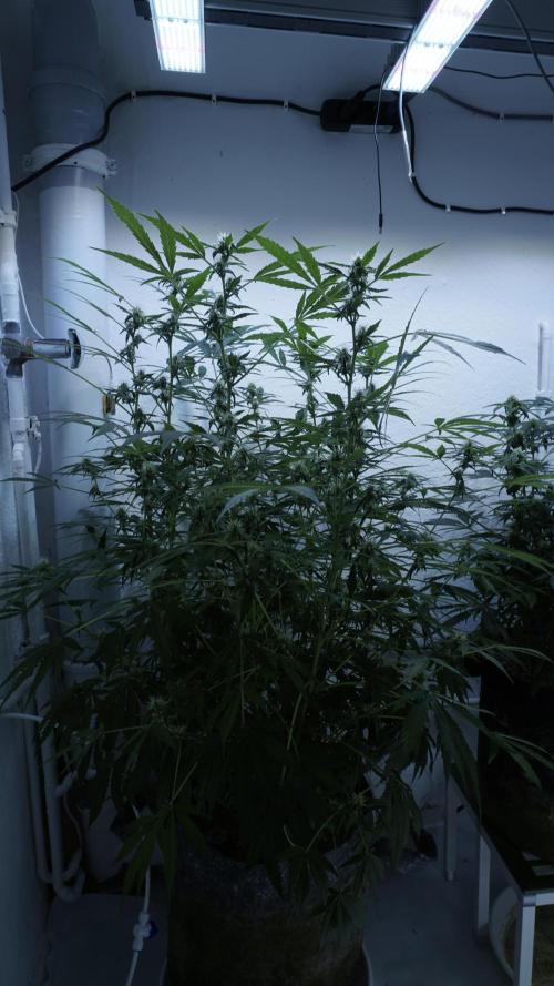 Jack Herer Auto X Sonnenerde. Week 9