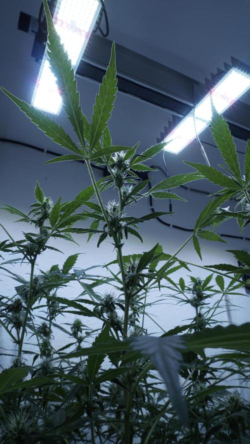 Jack Herer Auto X Sonnenerde. Week 9
