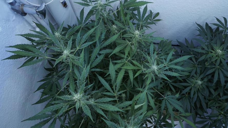 Jack Herer Auto X Sonnenerde. Week 9