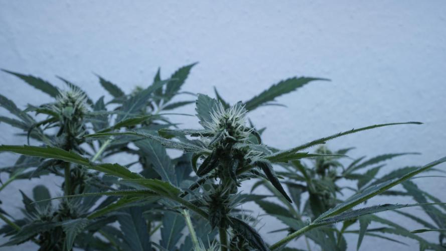 Jack Herer Auto X Sonnenerde. Week 9