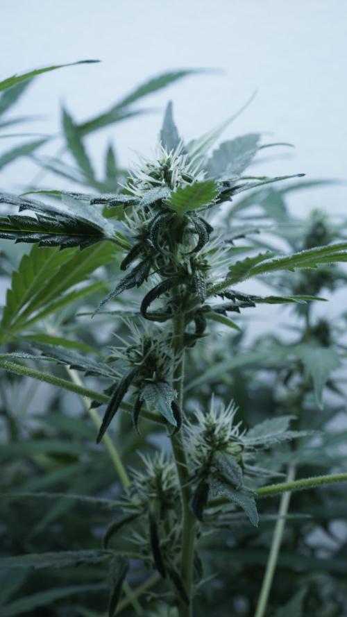Jack Herer Auto X Sonnenerde. Week 9