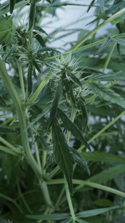 Jack Herer Auto X Sonnenerde. Week 9