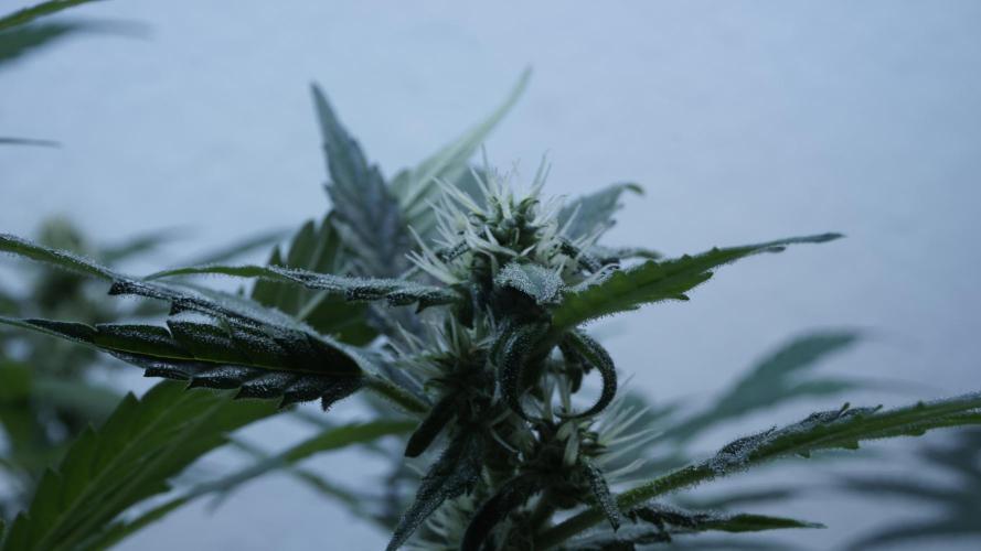 Jack Herer Auto X Sonnenerde. Week 9