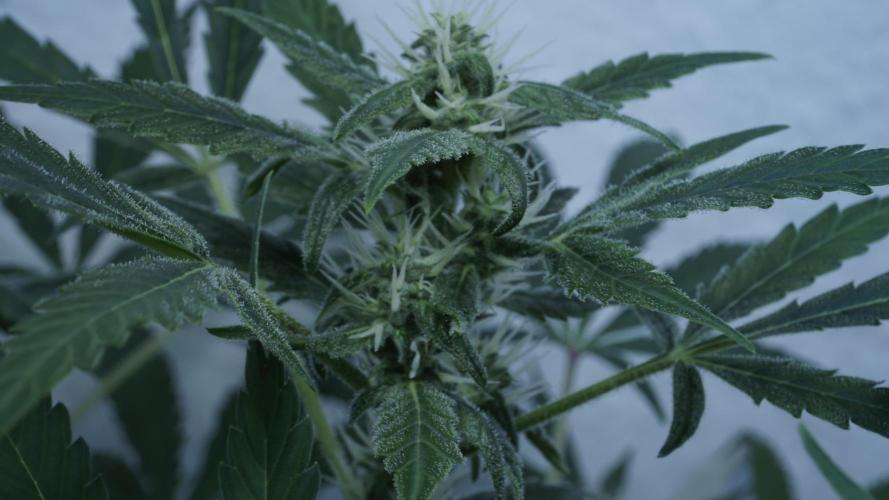 Jack Herer Auto X Sonnenerde. Week 9