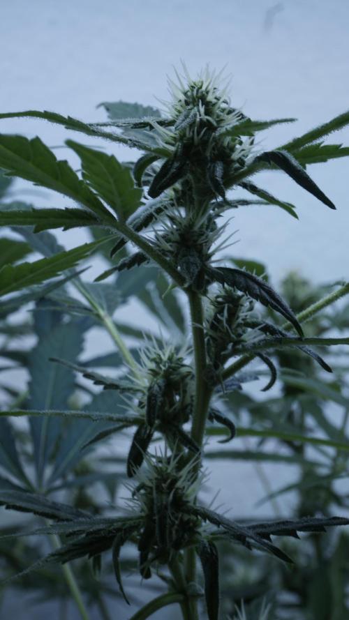 Jack Herer Auto. Week 9