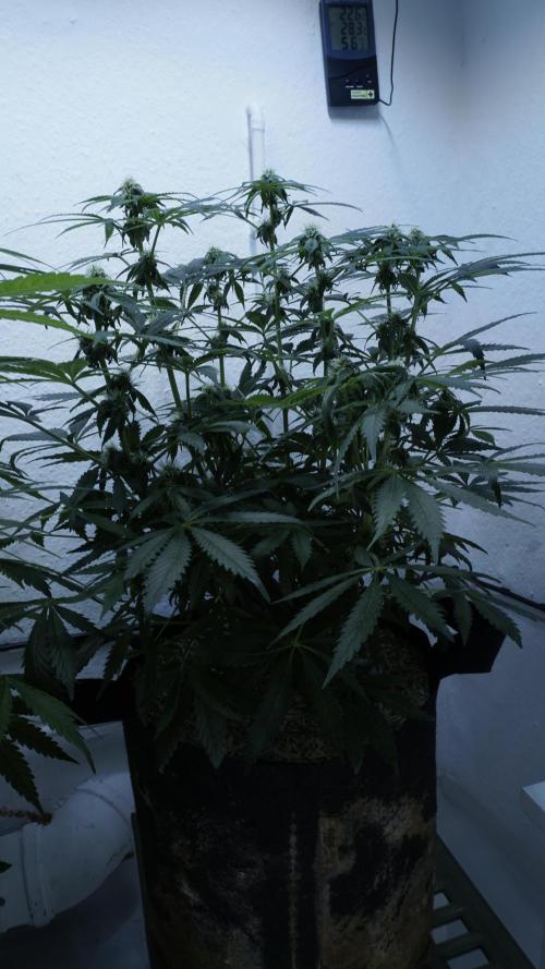 Banana Kush Auto x Sonnenerde. Week 8