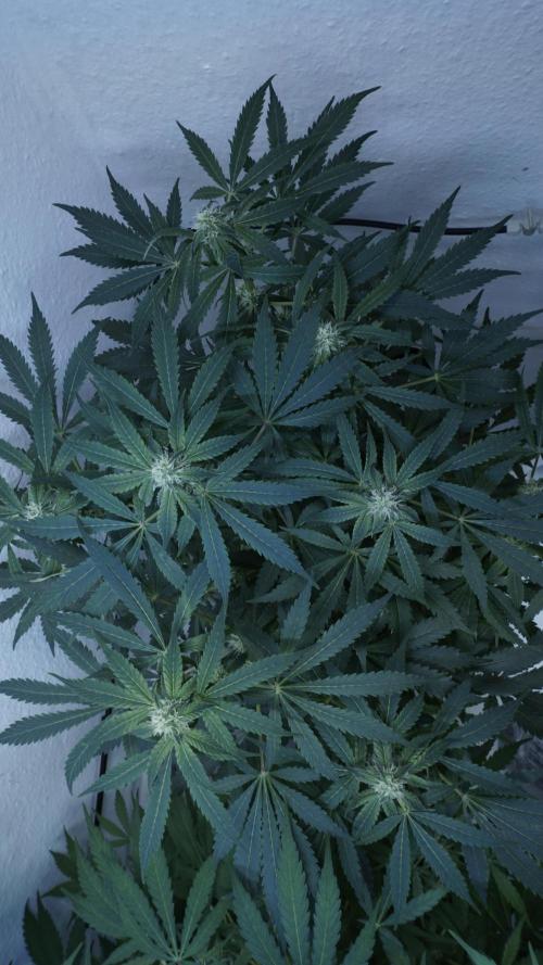 Banana Kush Auto x Sonnenerde. Week 8