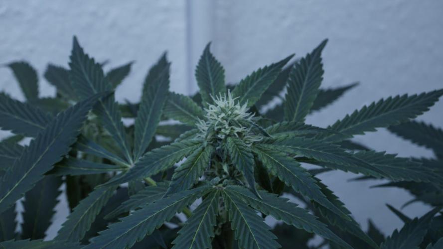 Banana Kush Auto x Sonnenerde. Week 8