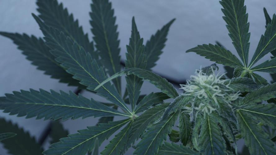 Banana Kush Auto x Sonnenerde. Week 8