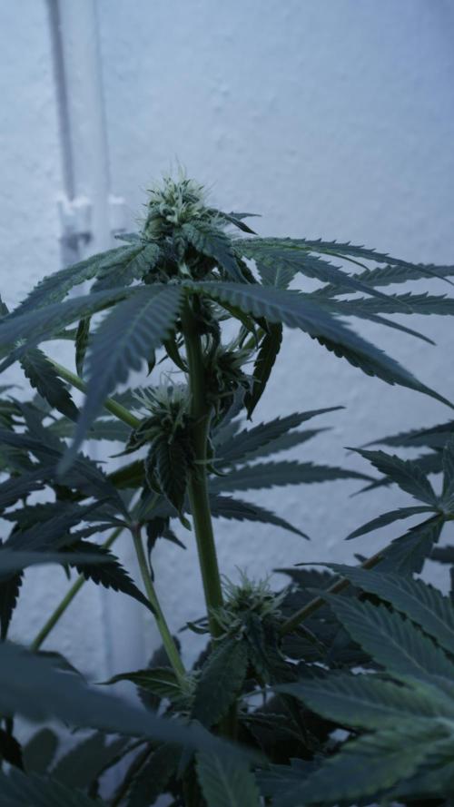 Banana Kush Auto x Sonnenerde. Week 8