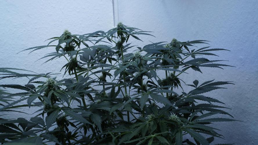 Banana Kush Auto x Sonnenerde. Week 8