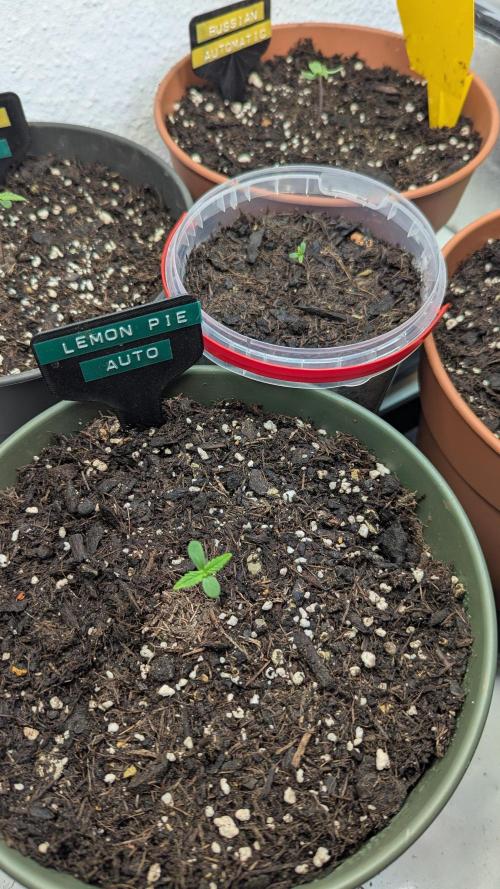 Outdoor Potpourri 2026 - Take 2. Week 0 - Day 3 - Lemon Pie x2