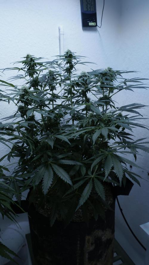 Banana Kush Auto x Sonnenerde. Week 9