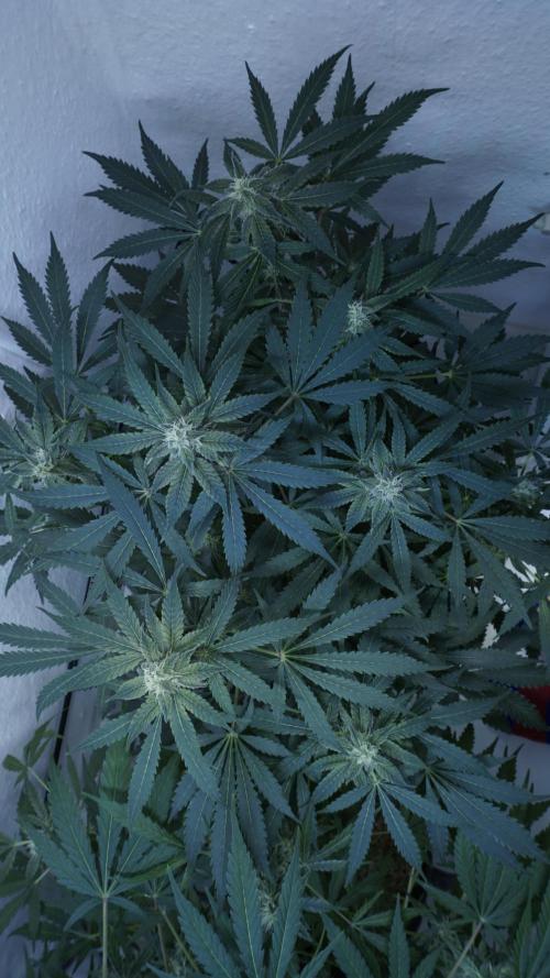 Banana Kush Auto x Sonnenerde. Week 9
