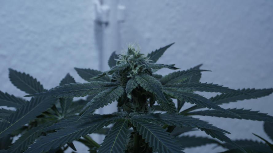 Banana Kush Auto x Sonnenerde. Week 9