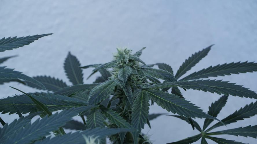 Banana Kush Auto x Sonnenerde. Week 9