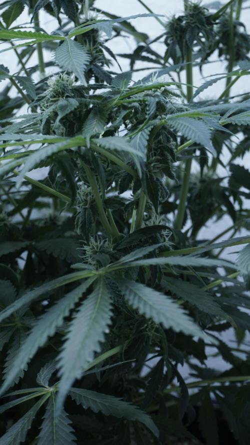 Banana Kush Auto x Sonnenerde. Week 9