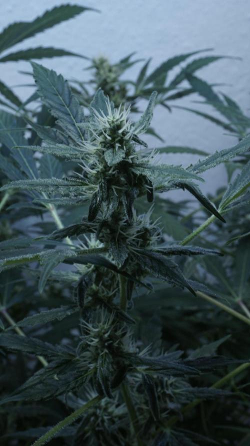 Jack Herer Auto X Sonnenerde. Week 10