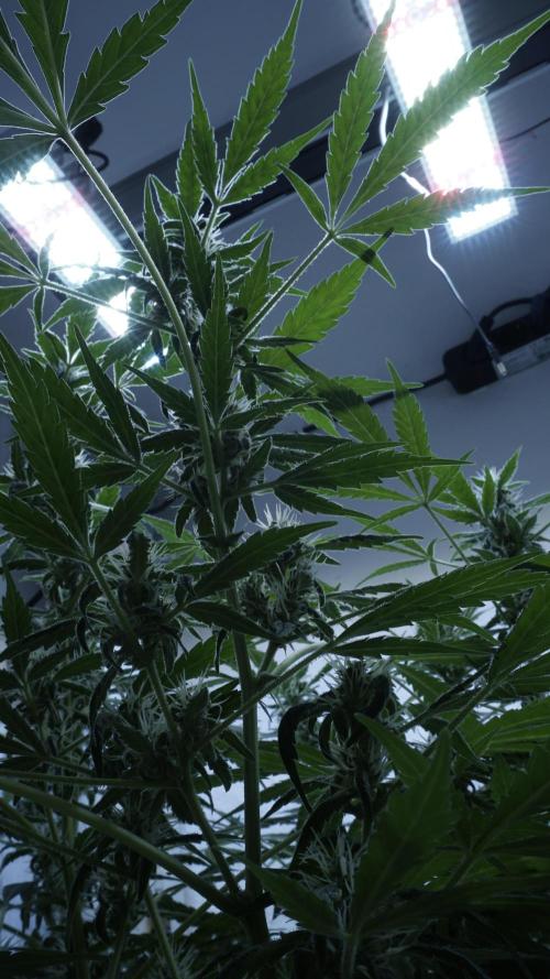 Jack Herer Auto X Sonnenerde. Week 10