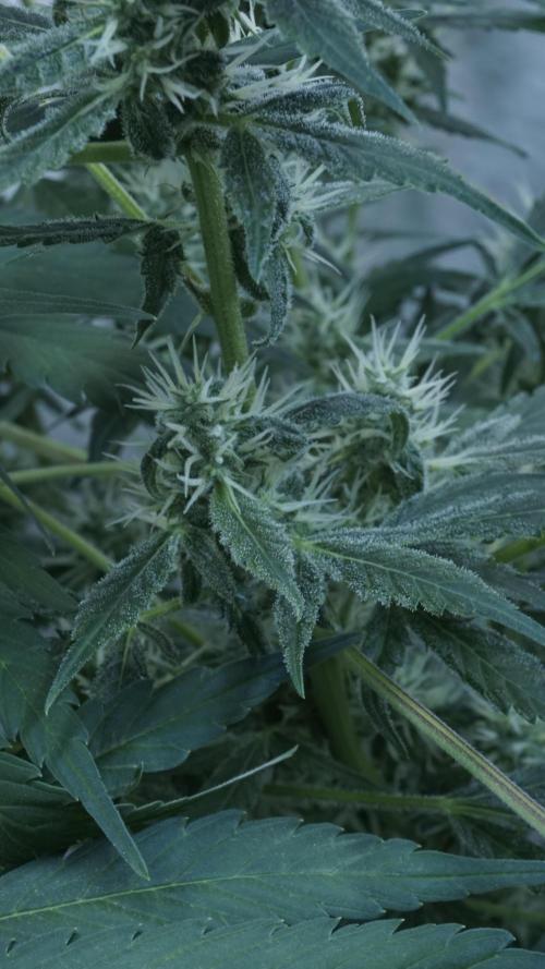 Jack Herer Auto X Sonnenerde. Week 10