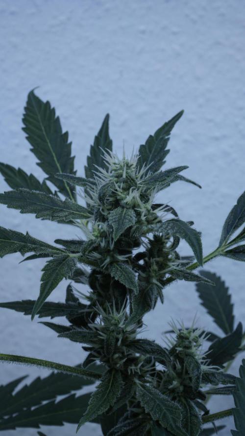 Jack Herer Auto X Sonnenerde. Week 10