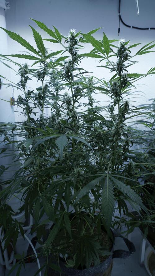 Jack Herer Auto X Sonnenerde. Week 10
