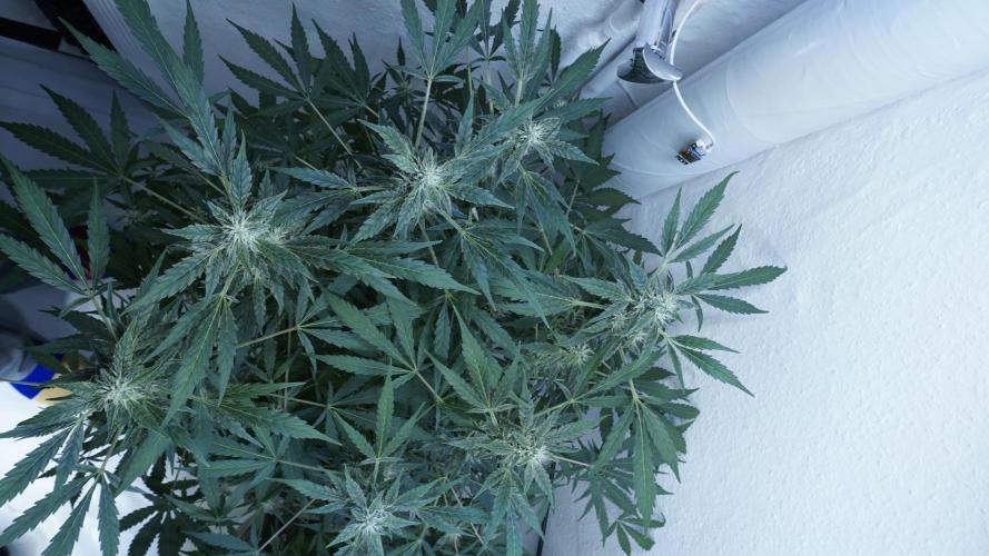 Jack Herer Auto X Sonnenerde. Week 10