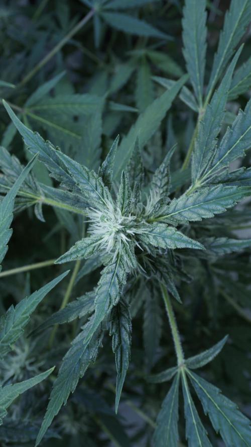 Jack Herer Auto X Sonnenerde. Week 10