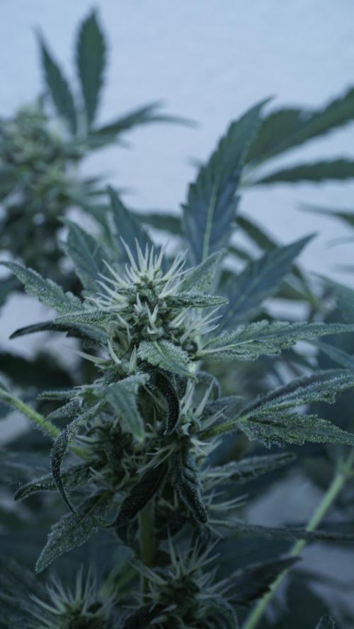 Jack Herer Auto X Sonnenerde. Week 10