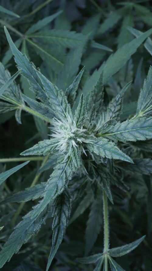 Jack Herer Auto X Sonnenerde. Week 10