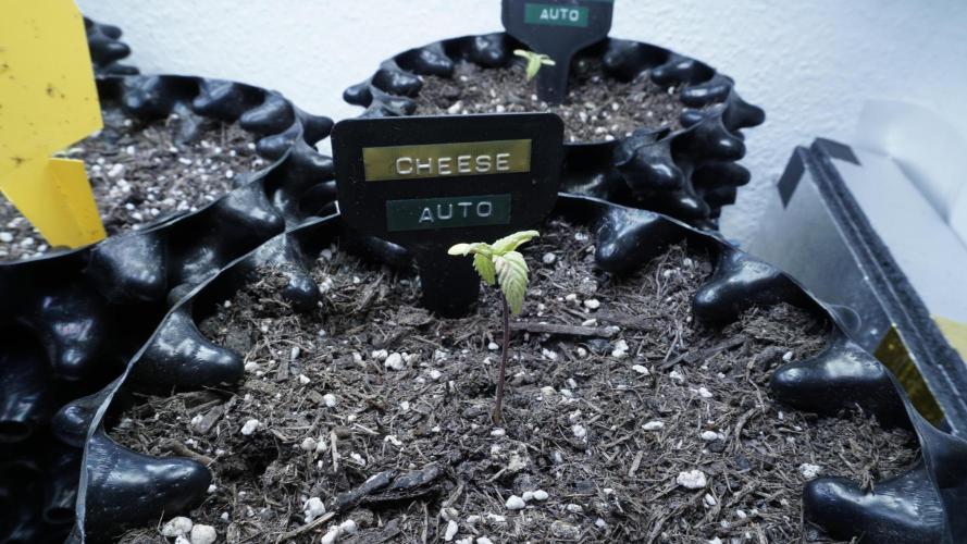 Outdoor Potpourri 2026 - Take 2. Week 2 - Day 13 - Cheese Auto
