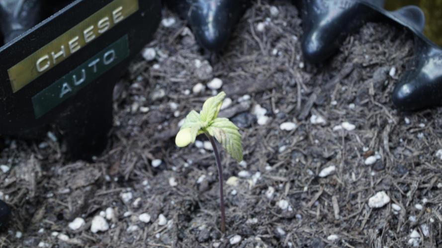 Outdoor Potpourri 2026 - Take 2. Week 2 - Day 13 - Cheese Auto