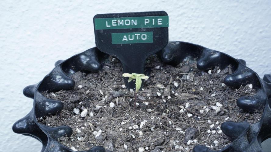 Outdoor Potpourri 2026 - Take 2. Week 2 - Day 13 - Lemon Pie Auto